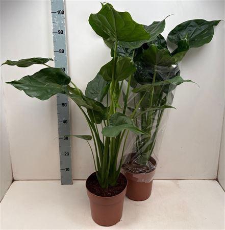 <h4>Aloc Cucullata</h4>