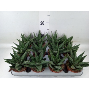 xGasterhaworthia  'Royal Highness'