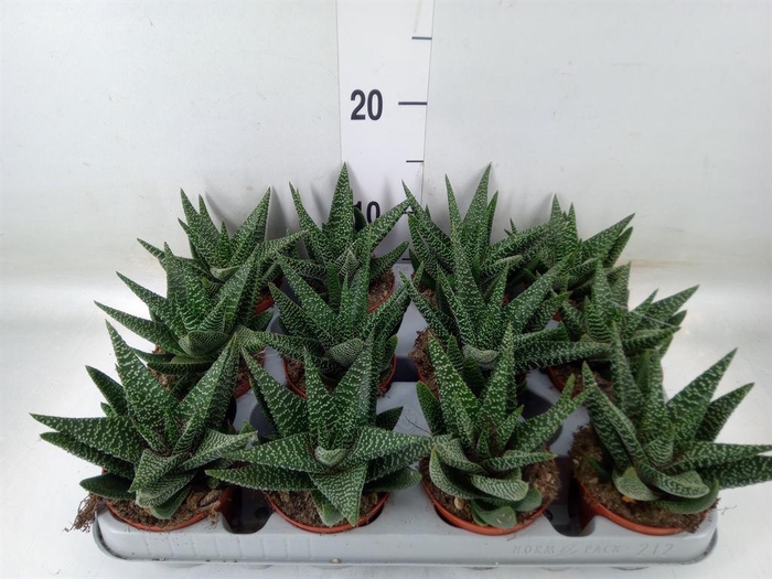 <h4>xGasterhaworthia  'Royal Highness'</h4>