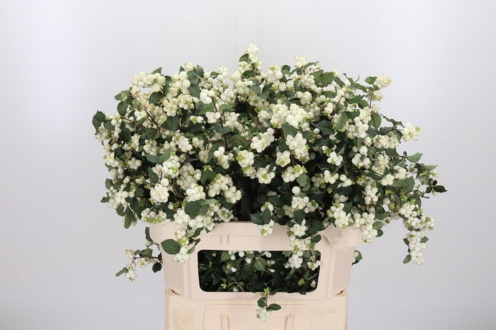 <h4>Sympho Mag Whi Dream</h4>