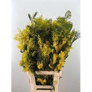 ACACIA BAILEYA BL BS
