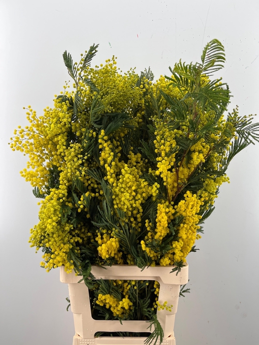 <h4>ACACIA BAILEYA BL BS</h4>