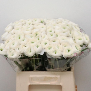 Ran Su Sr Firenze White