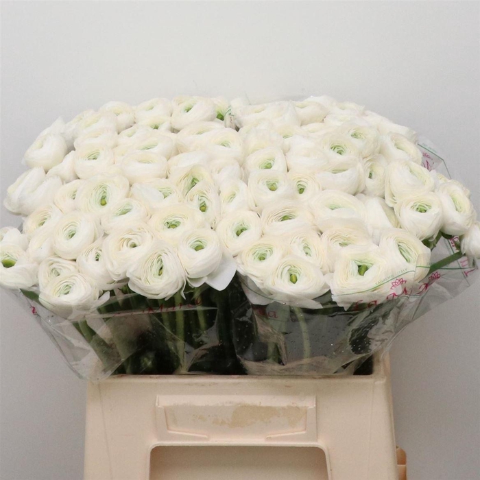 <h4>Ran Su Sr Firenze White</h4>