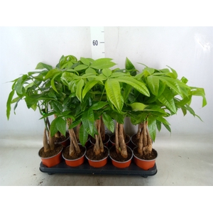 Pachira aquatica