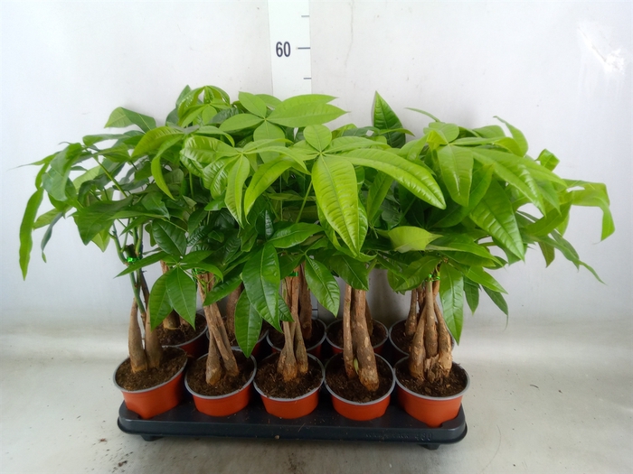 <h4>Pachira aquatica</h4>