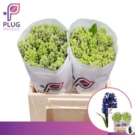 <h4>Hyac Blue Jacket</h4>