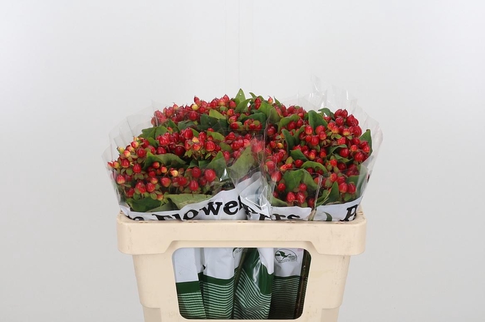 <h4>Hyp Mag Triumph</h4>