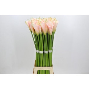 Zantedeschia Eydolls Salmon