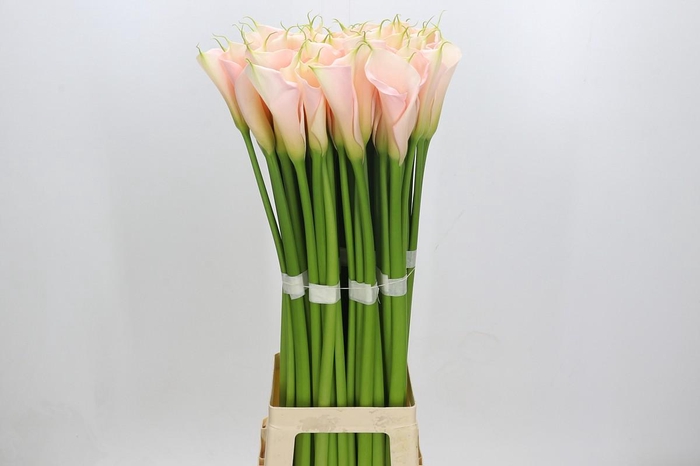 <h4>Zantedeschia Eydolls Salmon</h4>