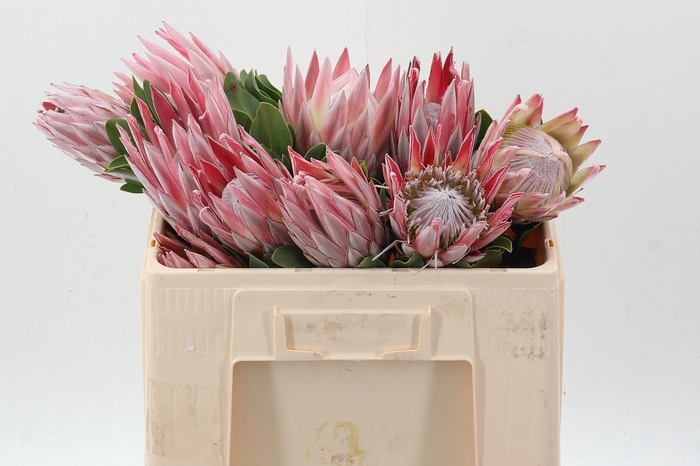 <h4>Protea Cynaroides</h4>