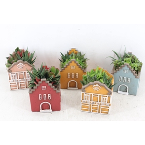 arr3 SN - Casa home mix L x6