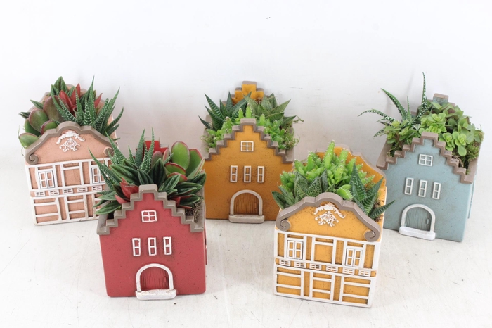 <h4>arr3 SN - Casa home mix L x6</h4>