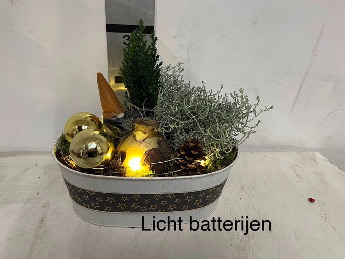 <h4>ARR HIPPEASTRUM</h4>