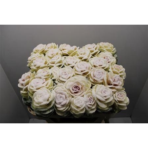 Brassica Snowed 70cm
