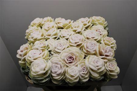 <h4>Brassica Snowed 70cm</h4>
