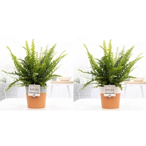 Nephrolepis Green Lady in P&PURE Terra Cotta 4 ass.2