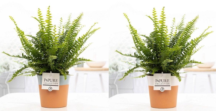 <h4>Nephrolepis Green Lady in P&PURE Terra Cotta 4 ass.2</h4>