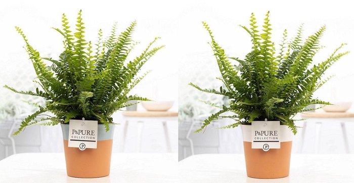 <h4>Nephrolepis Green Lady in P&PURE Terra Cotta 4 ass.2</h4>