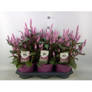 Celosia spic. 'Wild Pink'