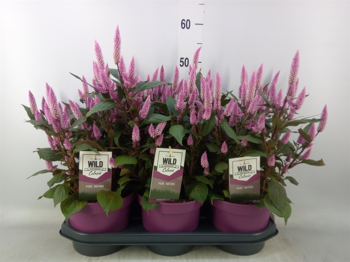 <h4>Celosia spic. 'Wild Pink'</h4>