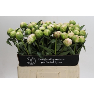 Paeonia Moon Over Barrington