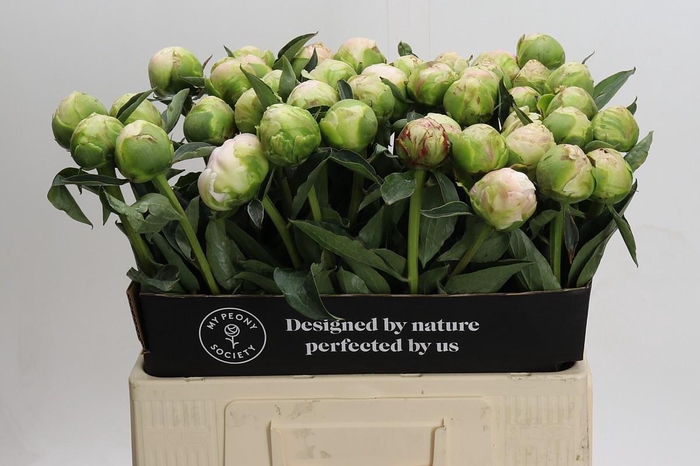 Paeonia Moon Over Barrington