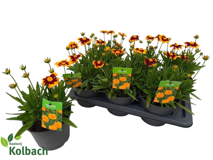 <h4>CORE GRANDIFLORA</h4>