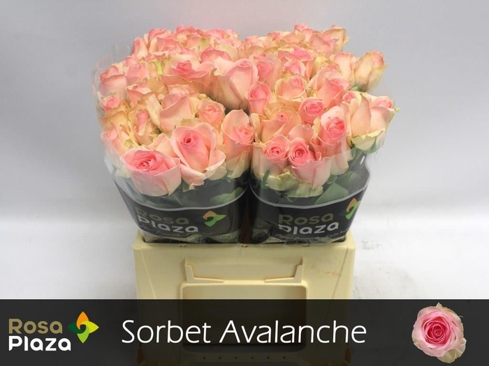 <h4>R GR AVALANCHE SORB+</h4>