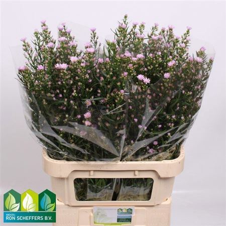 <h4>Aster Claudia</h4>
