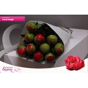 Paeonia Coral Magic | Heavy Quality