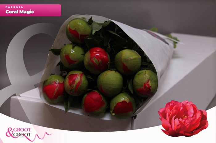 <h4>Paeonia Coral Magic | Heavy Quality</h4>