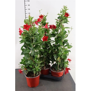 Mandeville Rio Grande Red 19 Cm. Pot