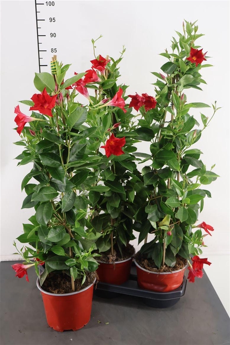 <h4>Mandeville Rio Grande Red 19 Cm. Pot</h4>