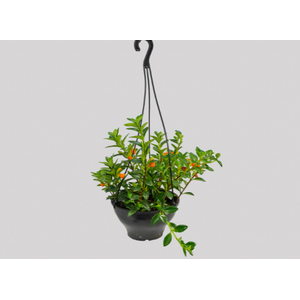 COLUMNEA PEIXINHO C18