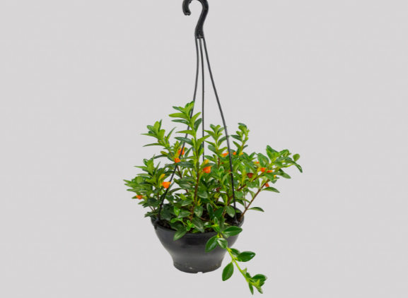 <h4>COLUMNEA PEIXINHO C18</h4>