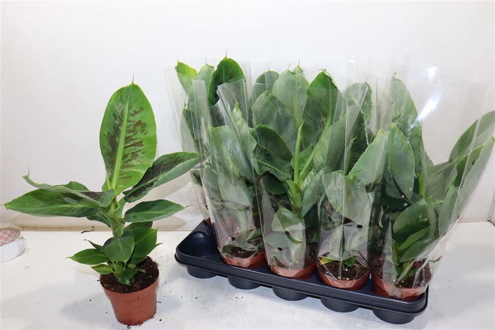 <h4>Musa Tropicana</h4>