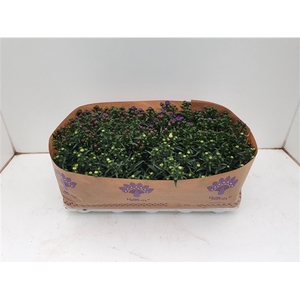 AsterAsters Mistery Lady, div. kleuren mixtrays Mistery Lady, mix color Mixtray