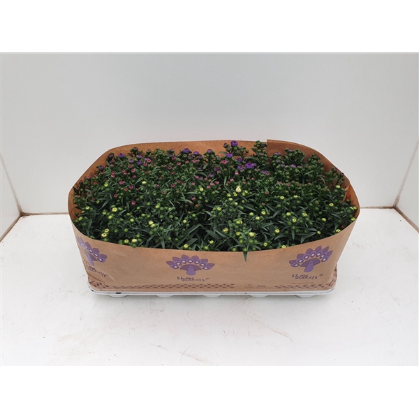 <h4>AsterAsters Mistery Lady, div. kleuren mixtrays Mistery Lady, mix color Mixtray</h4>