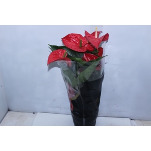 ANTHURIUM MICHIGAN P17 PREMIUM