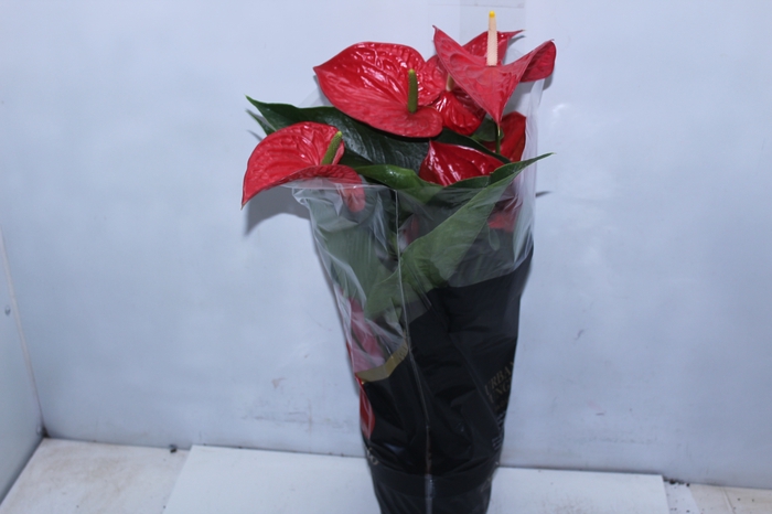 <h4>ANTHURIUM MICHIGAN P17 PREMIUM</h4>