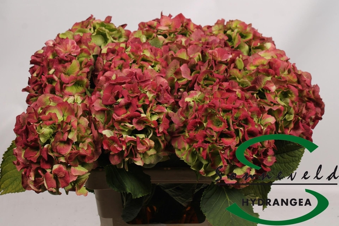 <h4>HYDR M CH VERENA CL</h4>