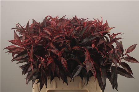 <h4>Leucothoe Klbh Rood</h4>