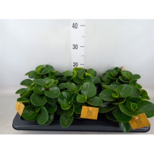 Peperomia obt. 'Red Canyon'