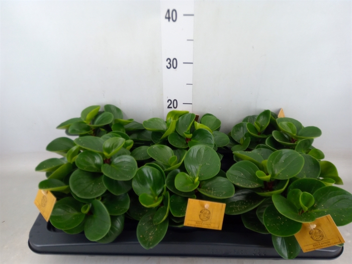 <h4>Peperomia obt. 'Red Canyon'</h4>