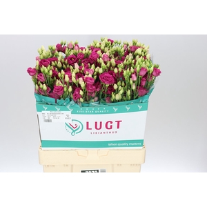 Eust Du Rosita Red