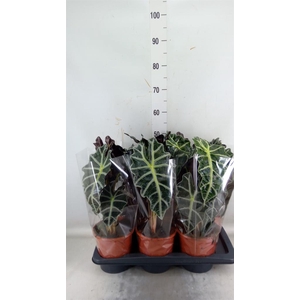 Alocasia amazonica 'Polly'