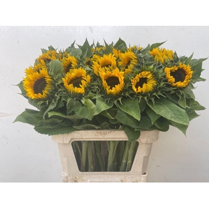 HELIANTHUS AN. 'SUNRICH ORANGE'