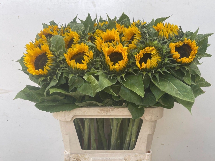 <h4>HELIANTHUS AN. 'SUNRICH ORANGE'</h4>