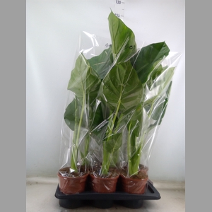 Alocasia macrorrhizos